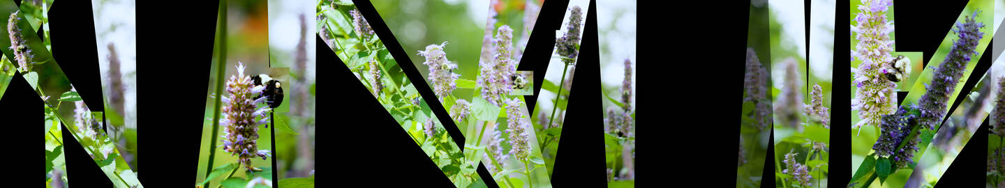 Anise Hyssop and Bees