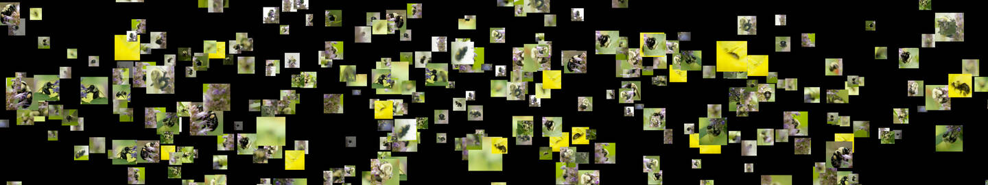 Bees