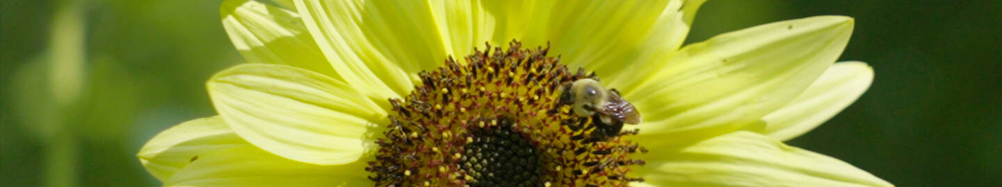 Bee on Sunflower